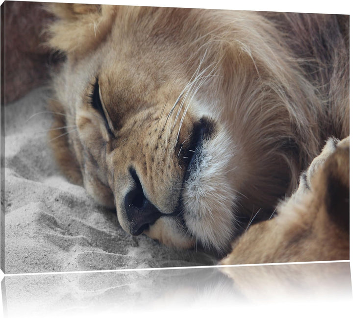Pixxprint schlafender Löwe als Leinwandbild/Grösse: 120x80 cm/Wandbild/Kunstdruck/fertig bespannt, 1