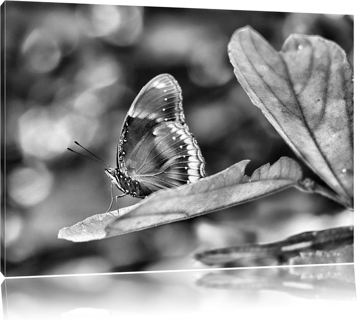 Pixxprint kleine bräunlicher Schmetterling / 100x70cm Leinwandbild bespannt auf Holzrahmen/Wandbild