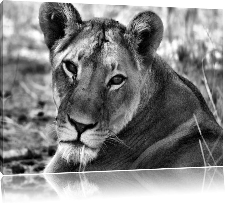 Pixxprint schöne Löwin im Wildgras als Leinwandbild/Grösse: 100x70 / Wandbild/Kunstdruck/fertig besp