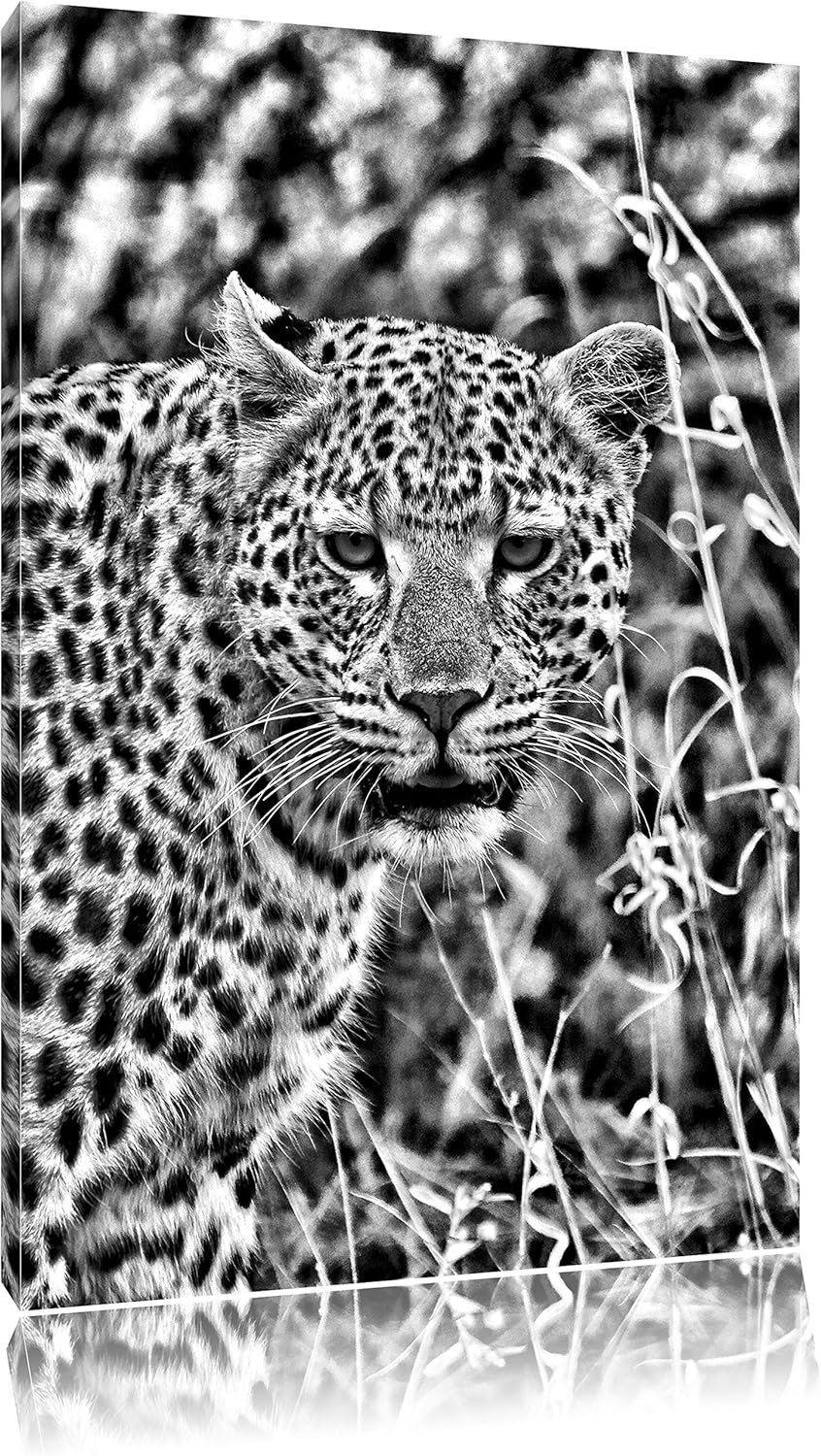 Pixxprint Leopard beobachtet Umgebung als Leinwandbild | Grösse: 100x70 cm | Wandbild | Kunstdruck |