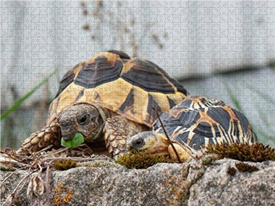 CALVENDO Puzzle Fritz und Willi Zwei Schildkröten 1000 Teile Lege-Grösse 64 x 48 cm Foto-Puzzle Bild