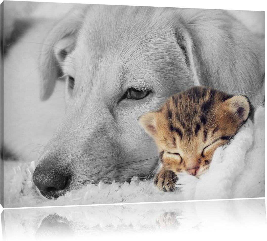 Pixxprint Träumendes Kätzchen neben Hund als Leinwandbild/Grösse: 100x70 cm/Wandbild/Kunstdruck/fert