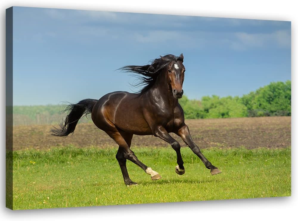 Feeby Vlies Leinwandbild Pferd Frei Laufen Wiese 90x60 cm Druckbild Wandbild Wanddekoration Deko Wan