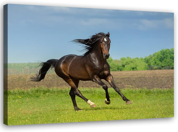 Feeby Vlies Leinwandbild Pferd Frei Laufen Wiese 90x60 cm Druckbild Wandbild Wanddekoration Deko Wan