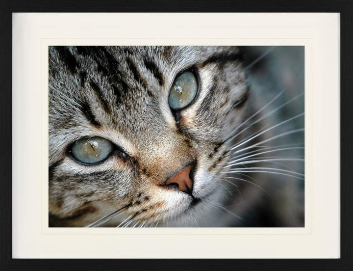 1art1 Katzen Poster Grau Getigertes Kätzchen-Portrait Gerahmtes Bild Mit Edlem Passepartout | Wand-B