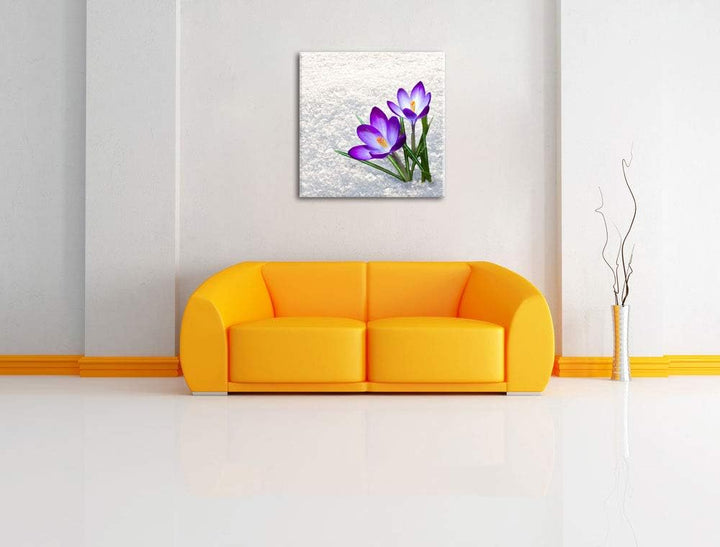 Lila Krokusse im Schnee, Format: 70x70 auf Leinwand, XXL riesige Bilder fertig gerahmt mit Keilrahme