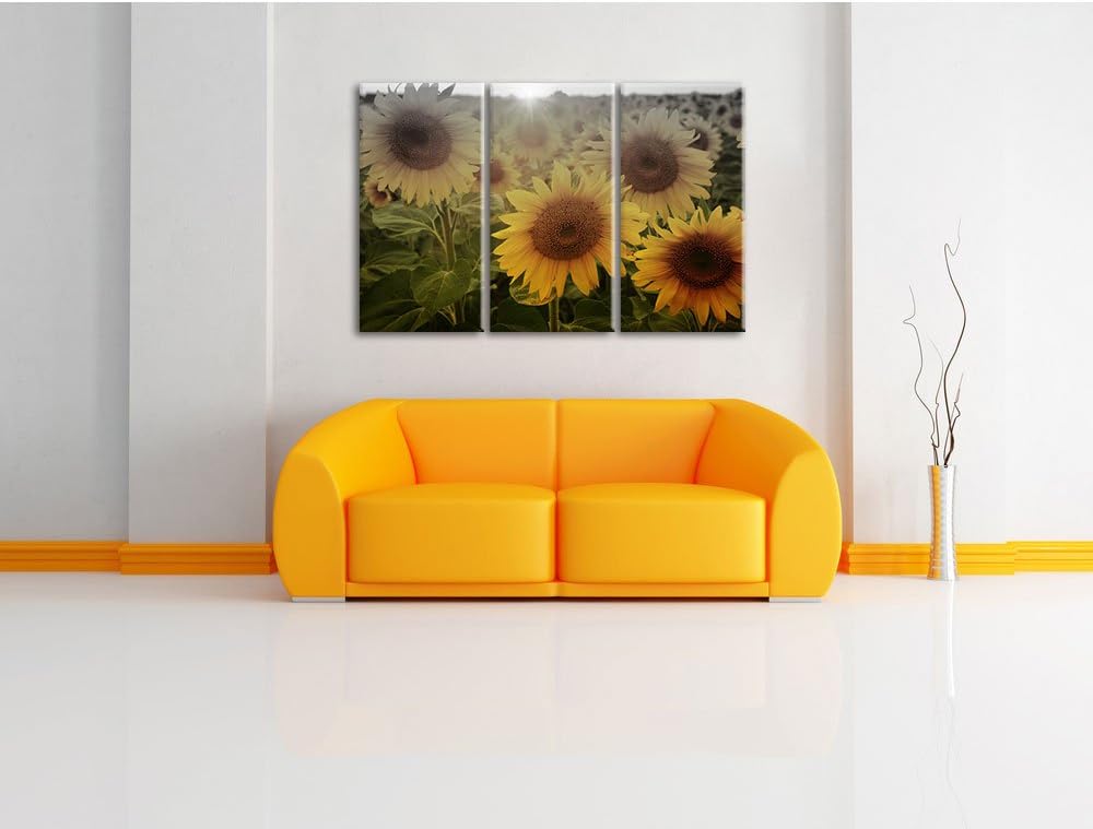 Pixxprint Sonnenblumen auf dem Feld als Leinwandbild/Grösse: 3 Teilig (120x80) cm/Wandbild/Kunstdruc