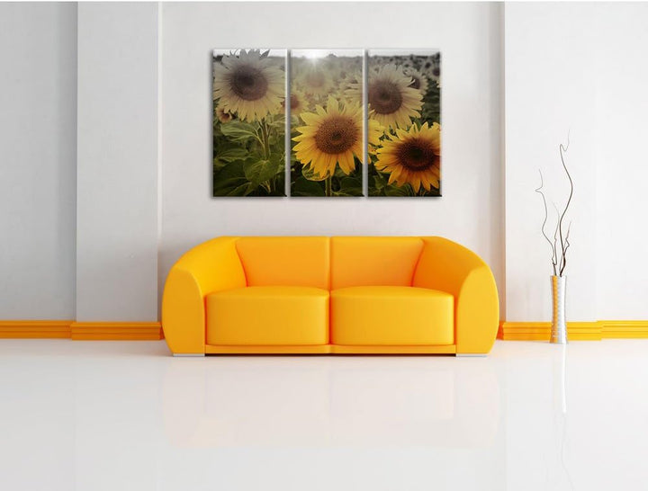 Pixxprint Sonnenblumen auf dem Feld als Leinwandbild/Grösse: 3 Teilig (120x80) cm/Wandbild/Kunstdruc