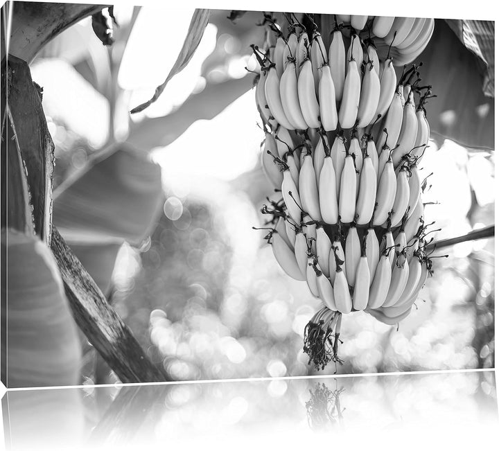 Pixxprint Bananen am Baum / 100x70cm Leinwandbild bespannt auf Holzrahmen/Wandbild Kunstdruck Dekora