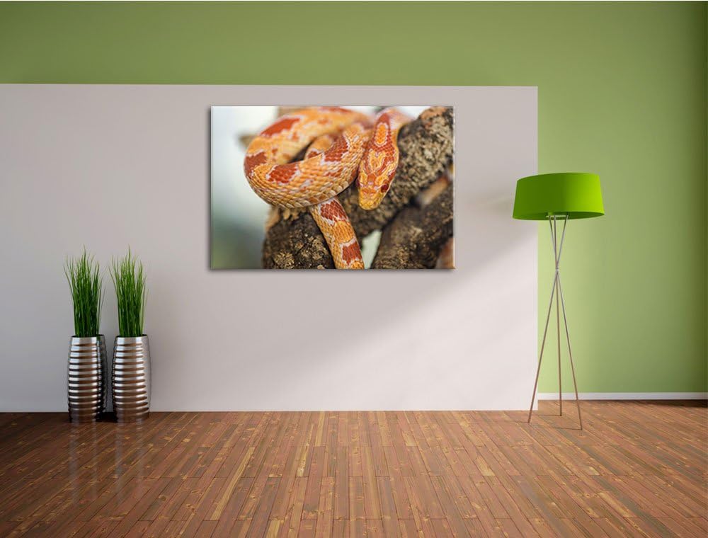 Pixxprint ruhende Kornnatter auf Leinwand, XXL riesige Bilder fertig gerahmt mit Keilrahmen, Kunstdr