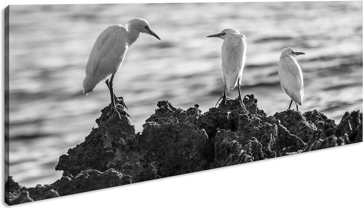 Vögel des Meeres Panorama 60x30 cm Effekt: Schwarz/Weiss als Leinwandbild, Motiv fertig gerahmt auf