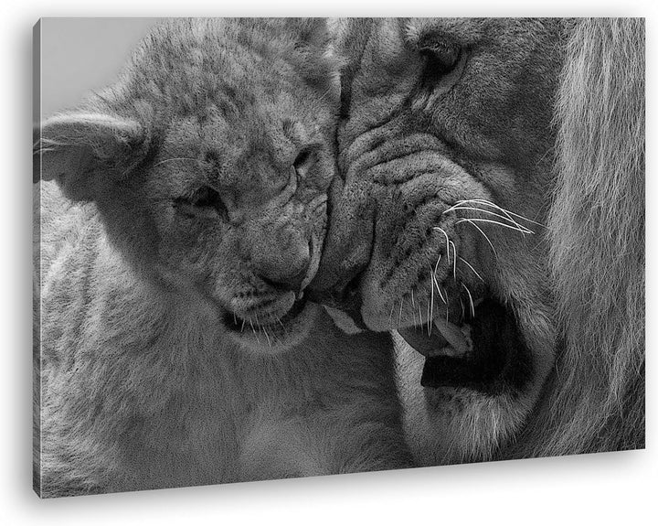 deyoli wilde Löwen Effekt: Schwarz/Weiss im Format: 100x70 als Leinwandbild, Motiv fertig gerahmt au