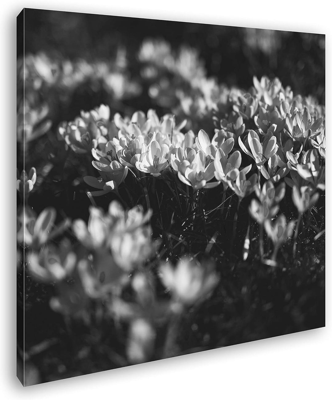 deyoli blühende Krokusse Format: 60x60 Effekt: Schwarz&Weiss als Leinwandbild, Motiv fertig gerahmt
