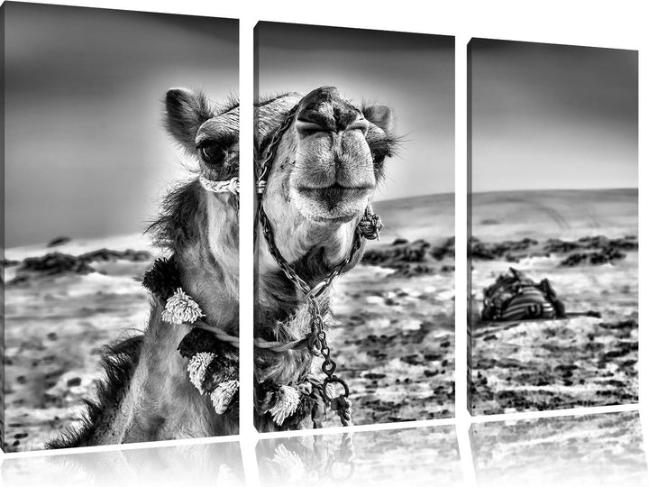 Pixxprint Monocrome, Lustiges Kamel in Wüste 3-Teiler Leinwandbild 120x80 Bild auf Leinwand