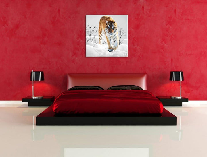 Pixxprint Grosser Wilder Tiger im Schnee als Leinwandbild/Grösse: 70x70 cm/Wandbild/Kunstdruck/ferti