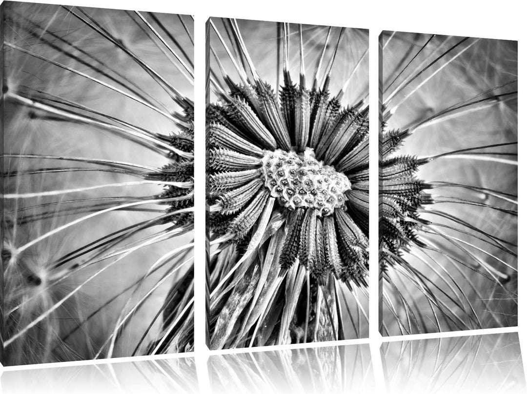 Pixxprint Vertrocknete Pusteblume als Leinwandbild/Grösse: 3 Teilig (120x80) cm/Wandbild/Kunstdruck/