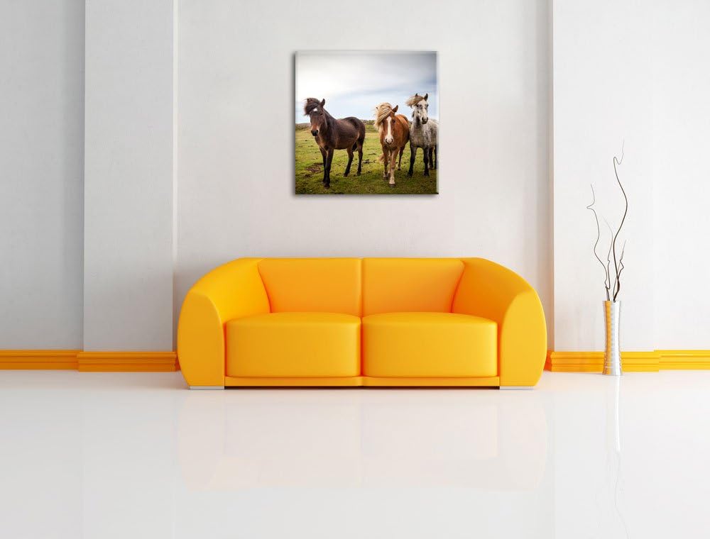Drei wilde Islandpferde, Format: 70x70 auf Leinwand, XXL riesige Bilder fertig gerahmt mit Keilrahme