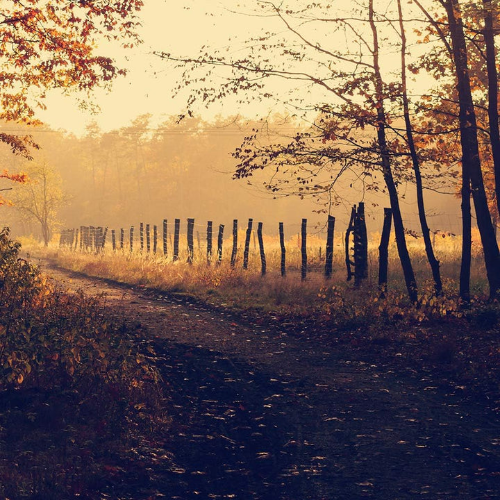 Bild auf Leinwand Landschaft 5 Teilig Modern Wald Weg Herbst orange 150x100 cm Leinwandbild 150x100
