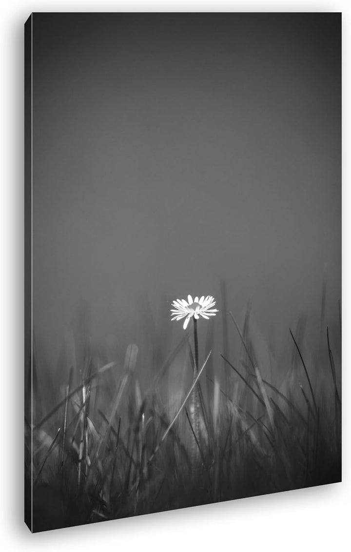 deyoli einzelnes Gänseblümchen Effekt: Schwarz/Weiss Format: 80x60 als Leinwandbild, Motiv fertig ge