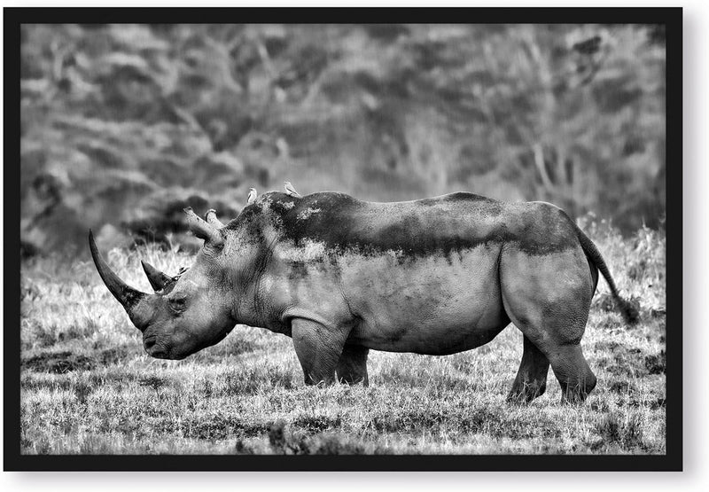 Generisch grosses Nashorn in der Savanne, Poster im Bilderrahmen / Format: 55x40cm / Kunstdruck gera