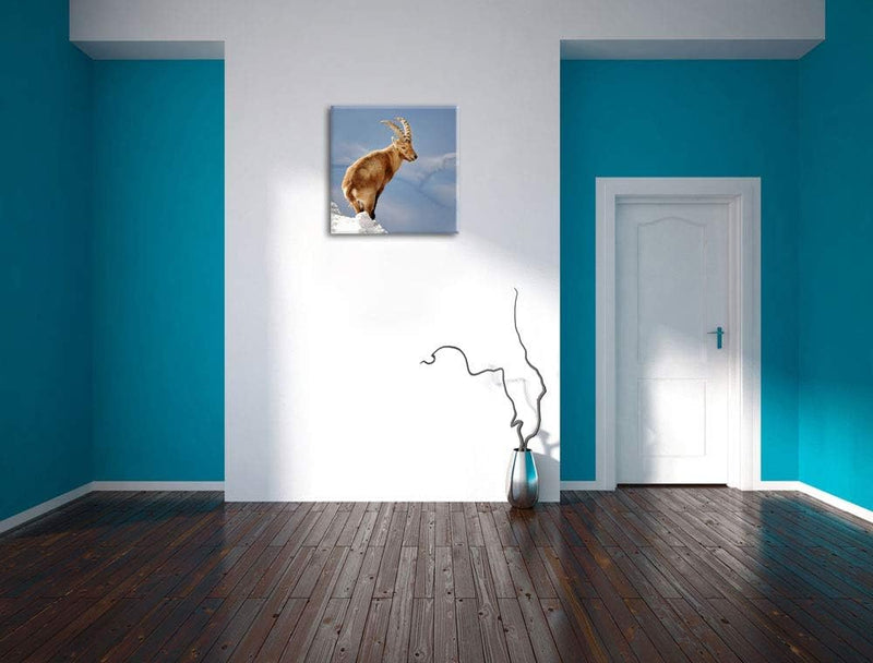 Steinbock im Schnee, Format: 70x70 auf Leinwand, XXL riesige Bilder fertig gerahmt mit Keilrahmen, K
