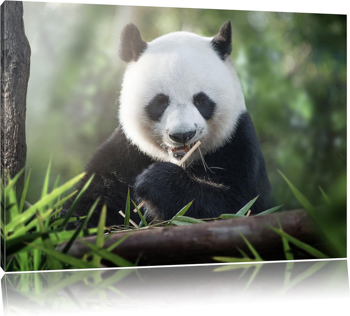 Pixxprint Niedlicher Panda isst Bambus / 100x70cm Leinwandbild bespannt auf Holzrahmen/Wandbild Kuns