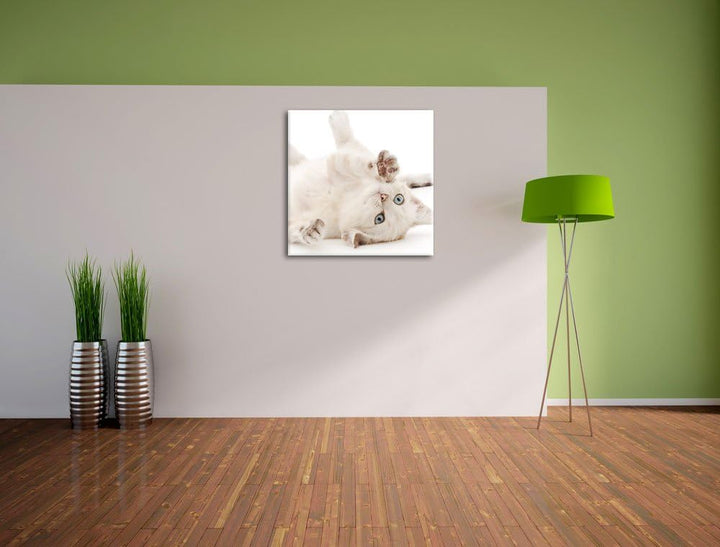 Pixxprint Kleine Katze, Format: 70x70 auf Leinwand, XXL riesige Bilder fertig gerahmt mit Keilrahmen