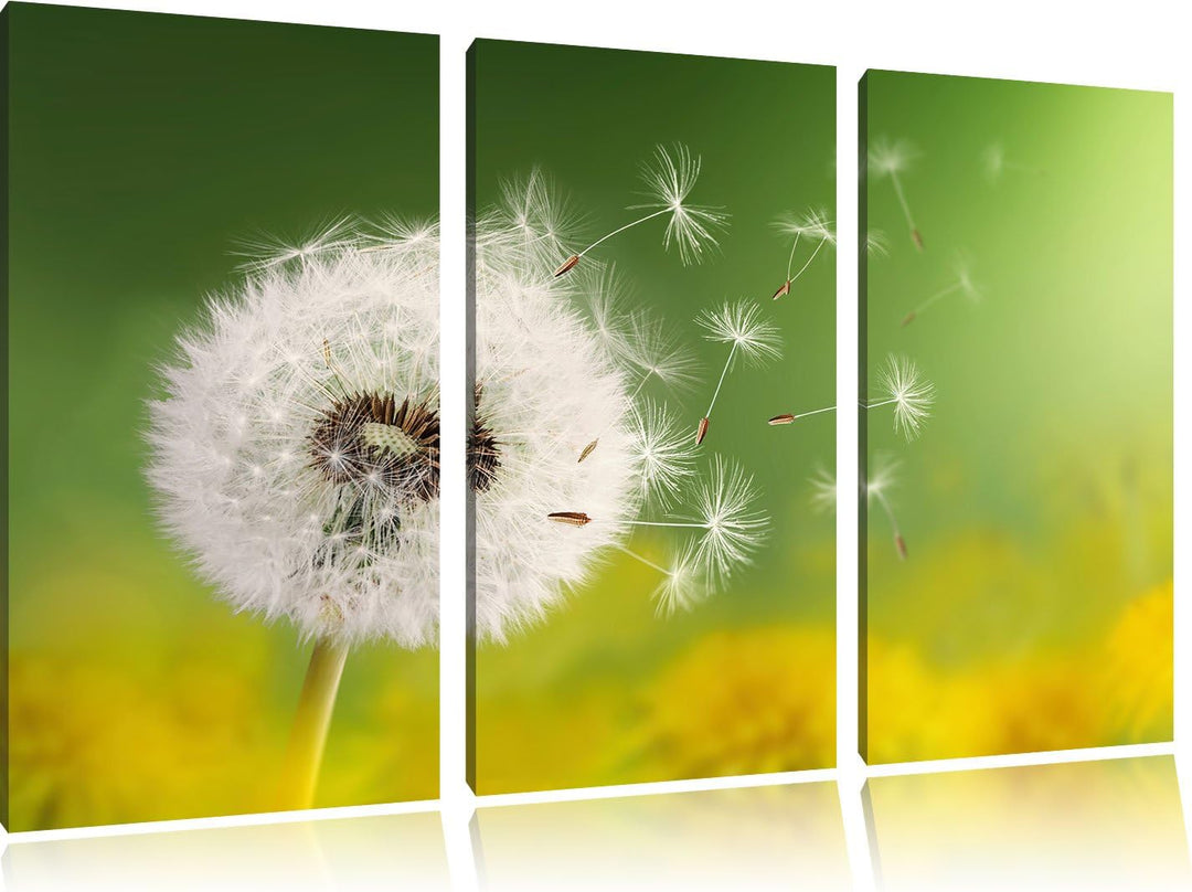 Pixxprint Löwenzahn Samen als Leinwandbild/Grösse: 3 Teilig (120x80) / Wandbild/Kunstdruck/fertig be