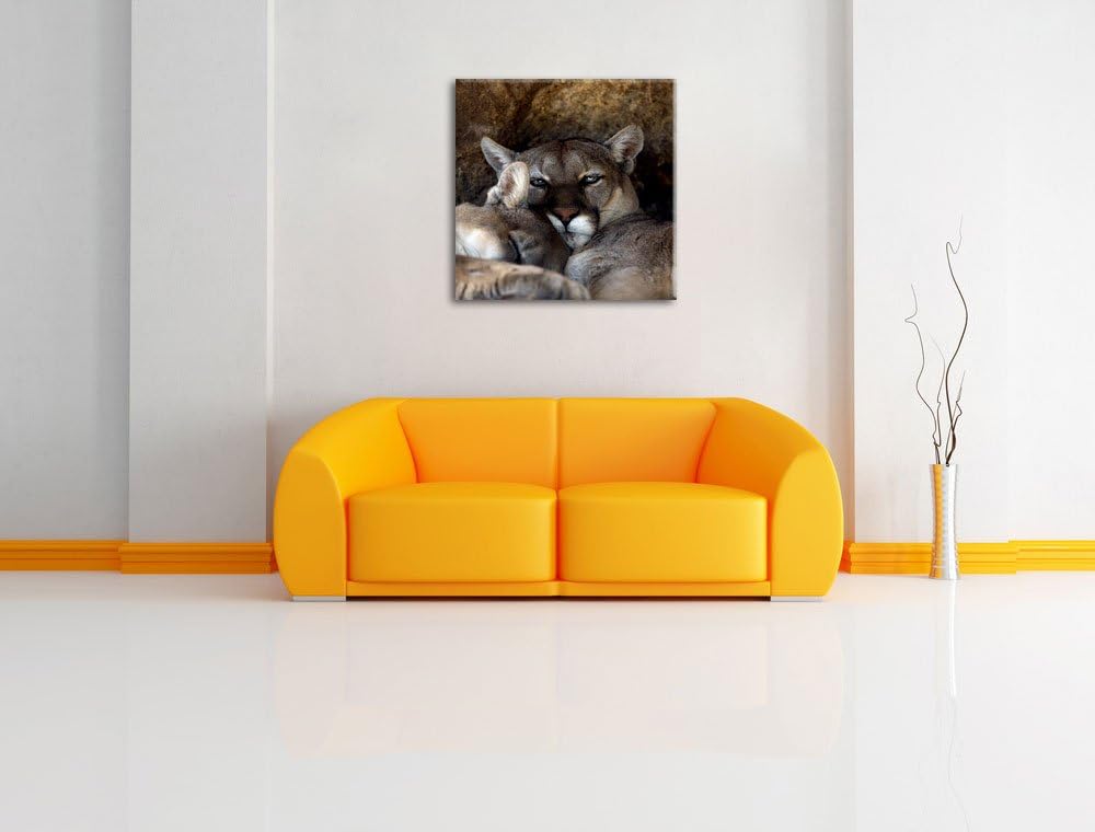 verschlafenes Puma Paar, Format: 70x70 auf Leinwand, XXL riesige Bilder fertig gerahmt mit Keilrahme