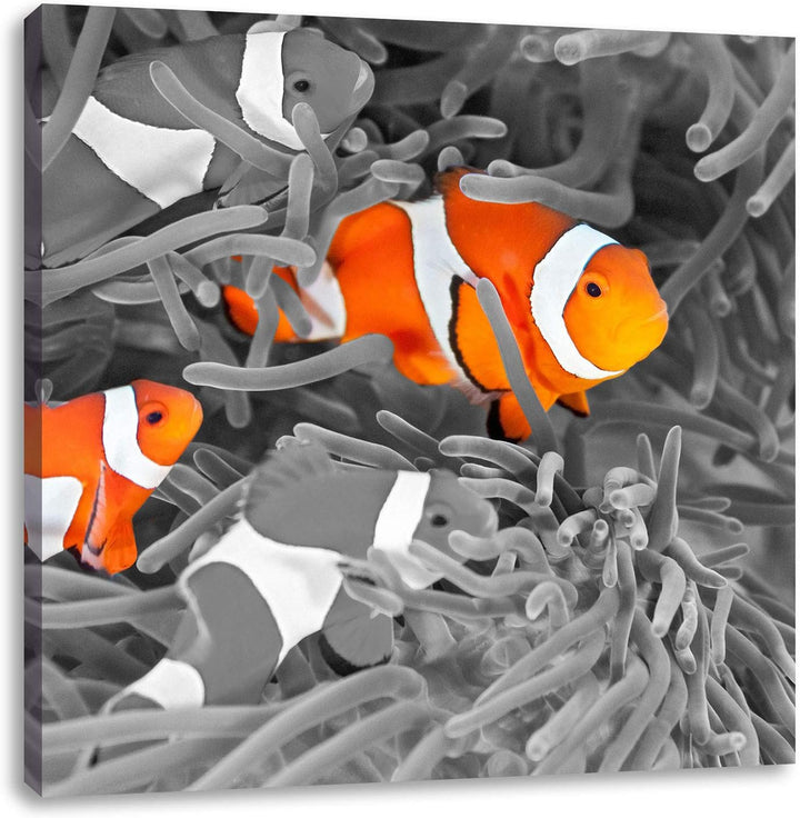 Pixxprint süsse Clown Fische in Anemone als Leinwandbild/Grösse: 70x70 cm/Wandbild/Kunstdruck/fertig