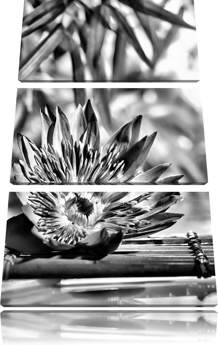 Pixxprint Monocrome, Seerose auf Bambus Wellness 3-Teiler Leinwandbild 120x80 Bild auf Leinwand