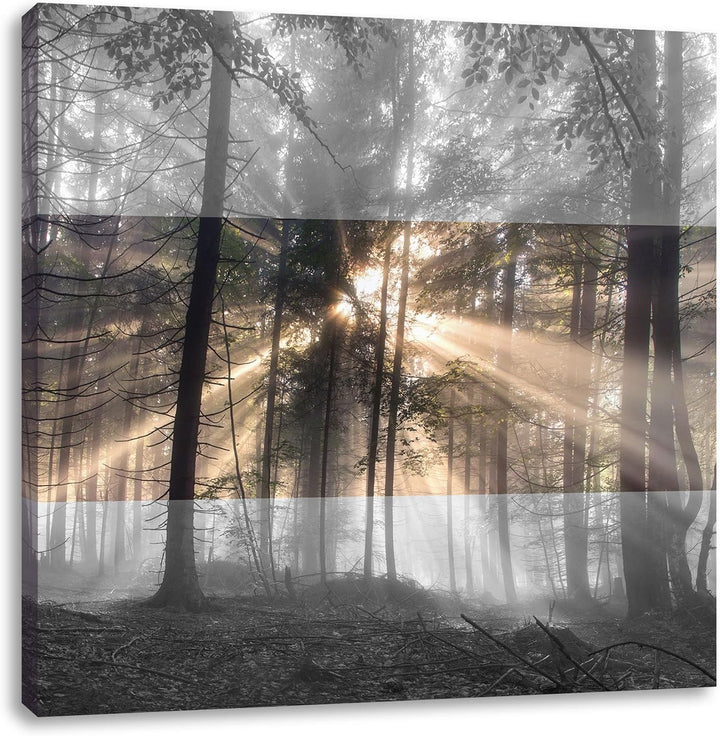 Pixxprint Herbstwald im Nebel schwarz/weiss, Format: 70x70 auf Leinwand, 70x70