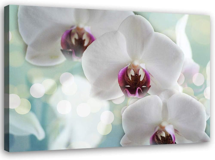 Feeby Bild auf Leinwand Natur Kunstdruck modern Orchideen Weiss 80x60 cm Leinwandbild 80x60 cm Weiss