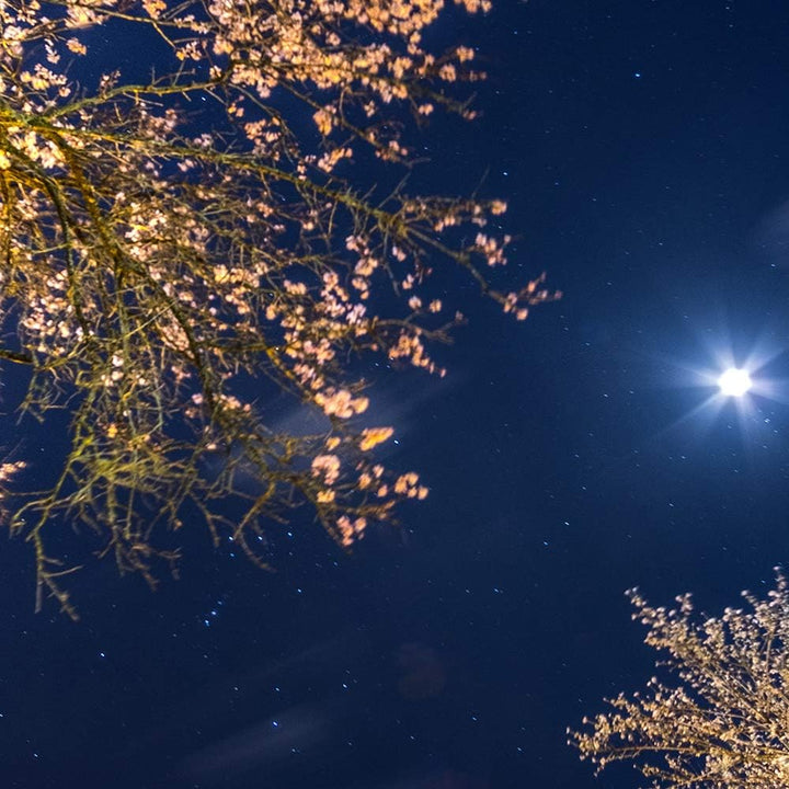 Feeby Wanddeko XXL Landschaft Leinwandbild 5 Teilig Bäume Himmel Mond blau 250x120 cm Leinwandbild 2