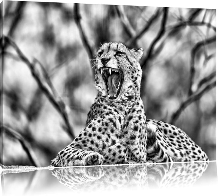 Monocrome, Gepard gähnt, Format: 100x70 auf Leinwand, XXL riesige Bilder fertig gerahmt mit Keilrahm