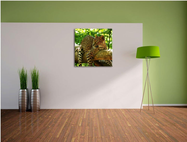 Pixxprint Leopard auf AST, Format: 70x70 auf Leinwand, XXL riesige Bilder fertig gerahmt mit Keilrah