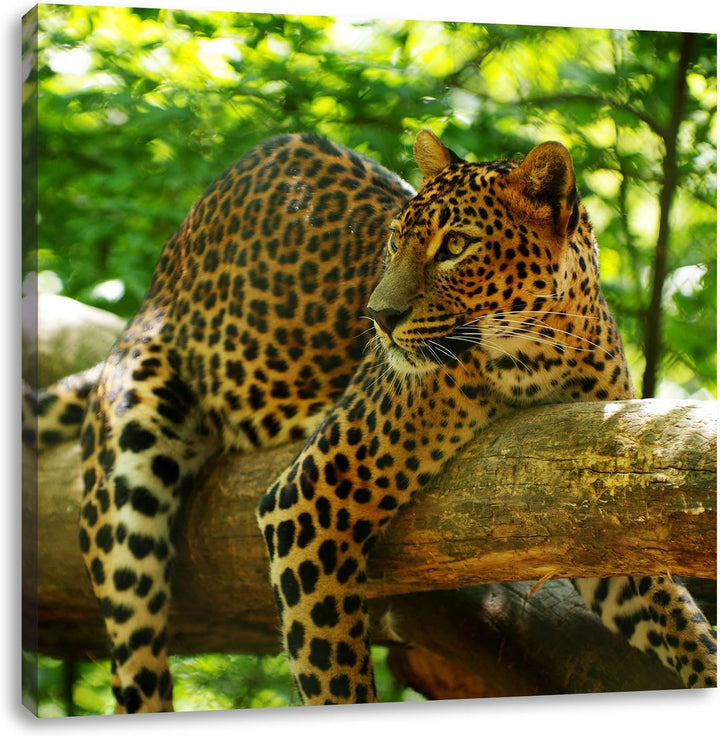 Pixxprint Leopard auf AST, Format: 70x70 auf Leinwand, XXL riesige Bilder fertig gerahmt mit Keilrah