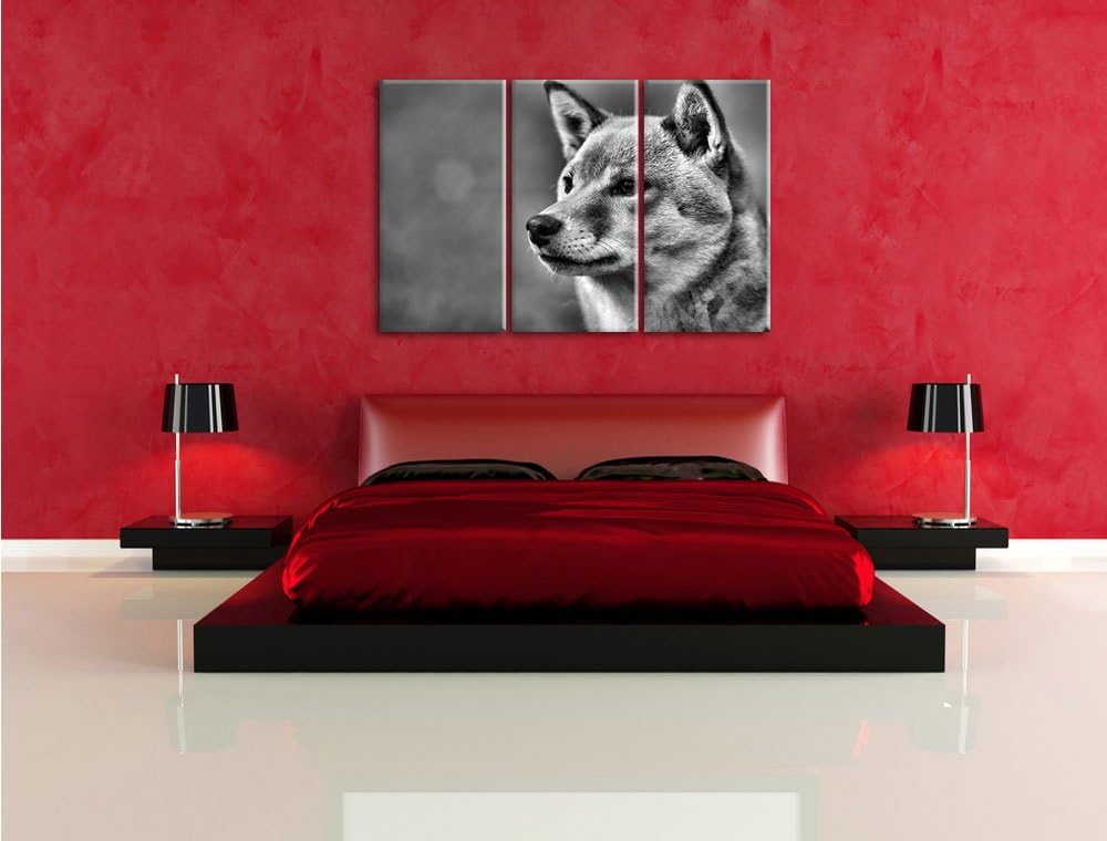 Pixxprint anmutiger Finnen-Spitz im Gras als Leinwandbild/Grösse: 3 Teilig (120x80) cm/Wandbild/Kuns