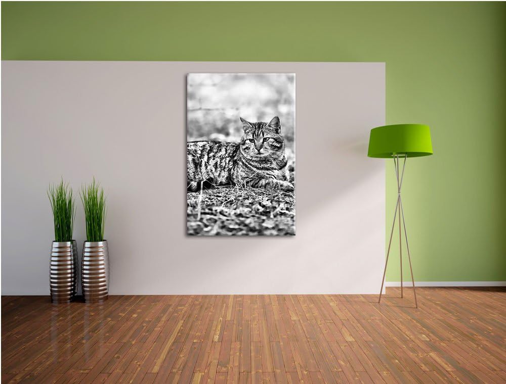 Pixxprint Ruhende Katze im Wald / 100x70cm Leinwandbild bespannt auf Holzrahmen/Wandbild Kunstdruck