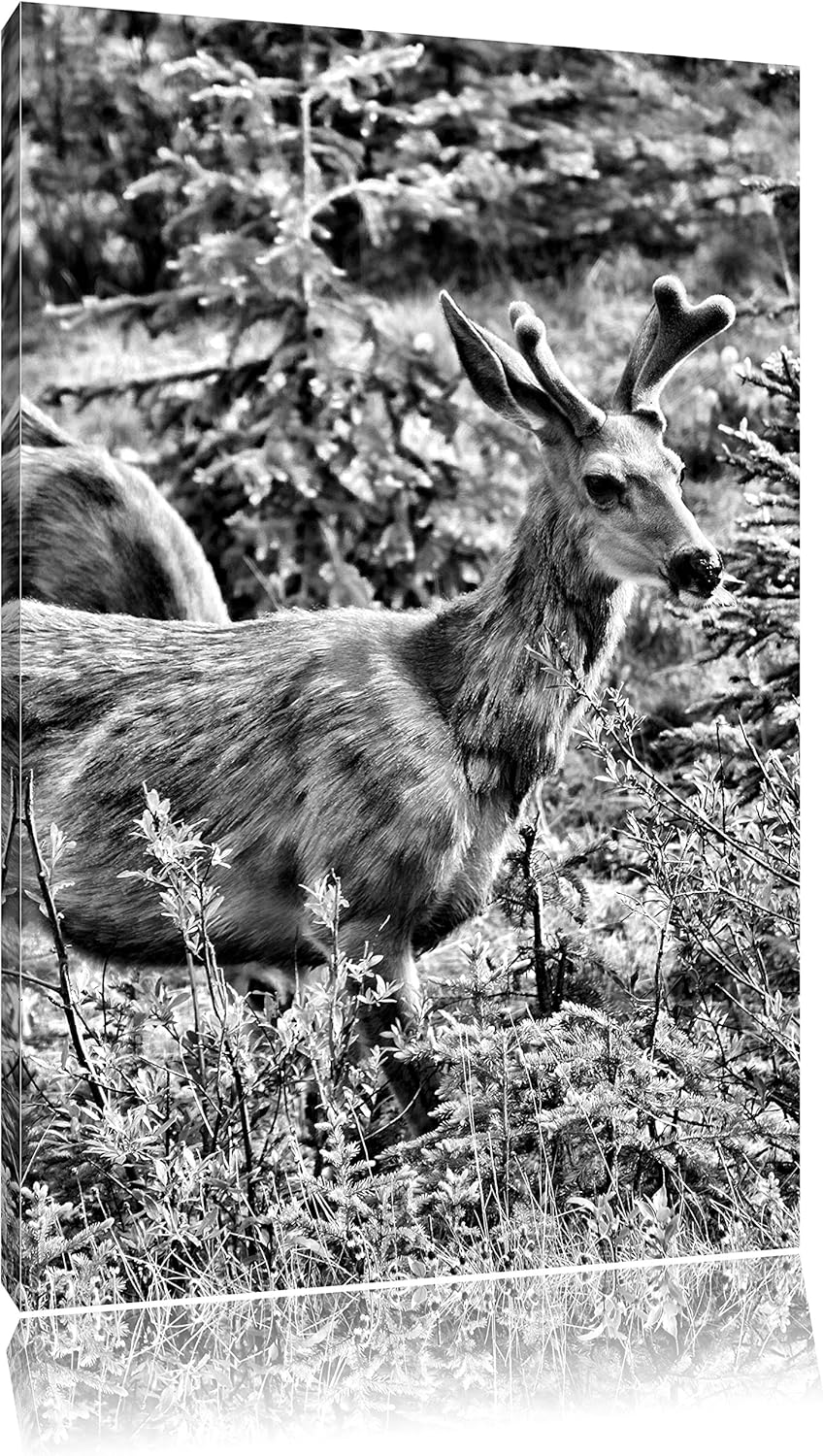 Pixxprint junges REH Paar als Leinwandbild/Grösse: 100x70 / Wandbild/Kunstdruck/fertig bespannt, 100