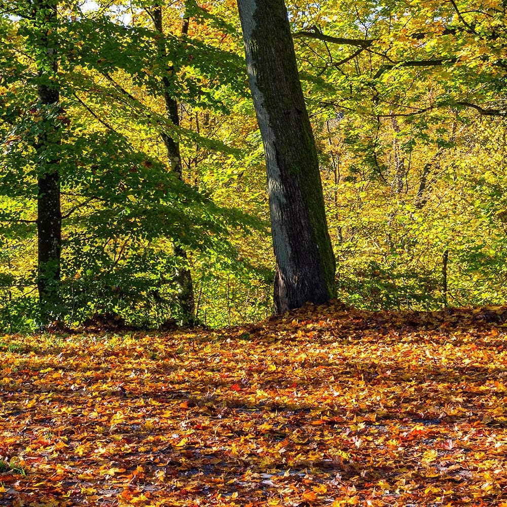 Wanddeko XXL Landschaft Leinwandbild 5 Teilig Herbst Wald Bäume bunt 100x70 cm Leinwandbild 100x70 c