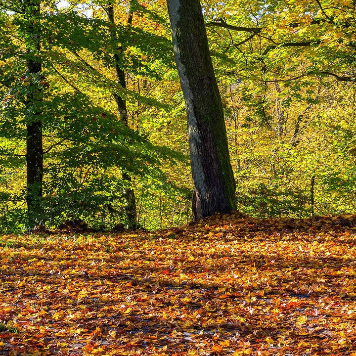Wanddeko XXL Landschaft Leinwandbild 5 Teilig Herbst Wald Bäume bunt 100x70 cm Leinwandbild 100x70 c
