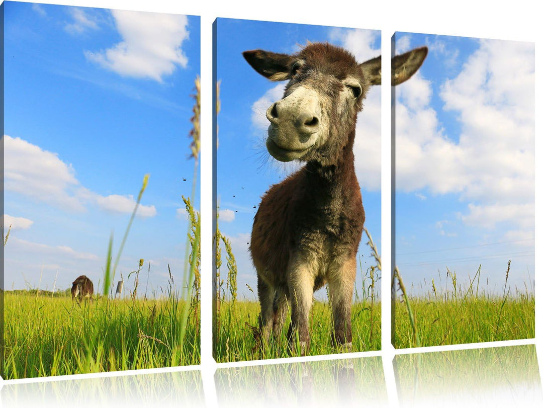 Pixxprint Esel in einem Feld als Leinwandbild/Grösse: 3Teilig (120x80) / Wandbild/Kunstdruck/fertig