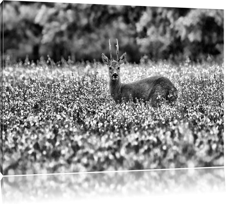 Pixxprint Monocrome, junger Hirsch auf Wildwiese, Format: 100x70 auf Leinwand, 100x70