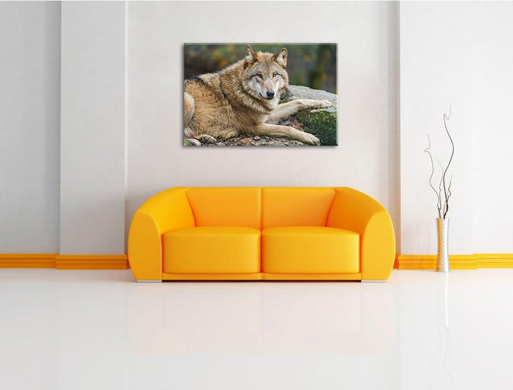 Pixxprint stolzer Wolf auf Stein auf Leinwand, XXL riesige Bilder fertig gerahmt mit Keilrahmen, Kun