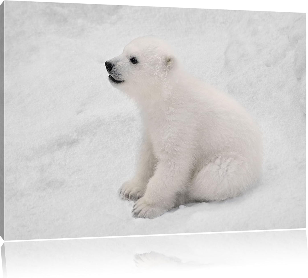 Pixxprint niedliches Eisbär Baby als Leinwandbild/Grösse: 100x70 cm/Wandbild/Kunstdruck/fertig bespa