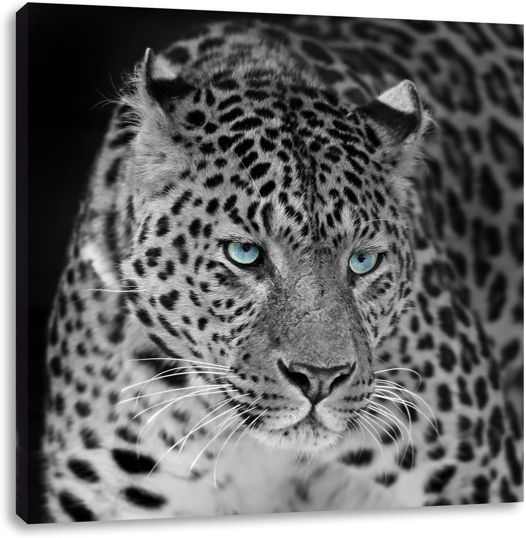 Pixxprint Prächtiger Leopard als Leinwandbild/Grösse: 70x70 cm/Wandbild/Kunstdruck/fertig bespannt,