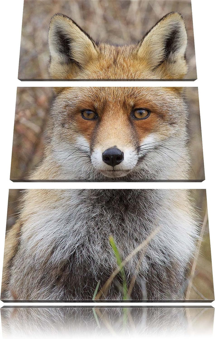 Pixxprint aufmerksamer Fuchs im Geäst als Leinwandbild/Grösse: 3 Teilig (120x80) cm/Wandbild/Kunstdr