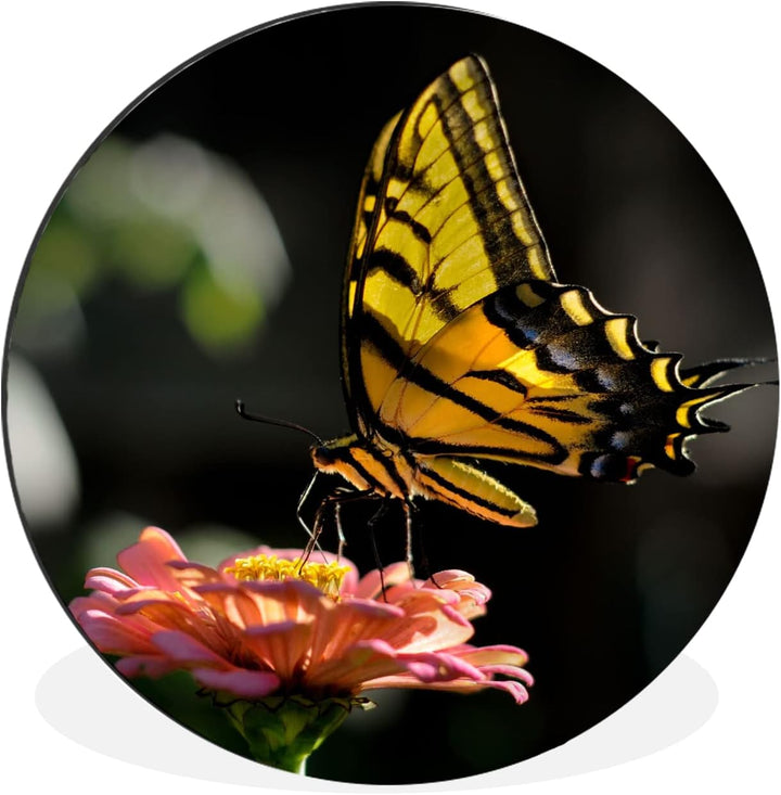 MuchoWow Wandbild Rund Wanddeko Deko Wohnzimmer Bilder 30x30 cm Schmetterling - Botanisch - Blume, 3