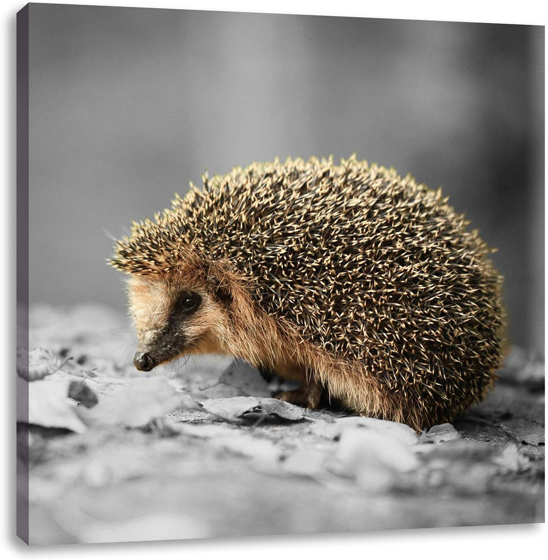 Pixxprint Kleiner süsser Igel im Laub als Leinwandbild Quadratisch/Grösse: 70x70 / Wandbild/Kunstdru